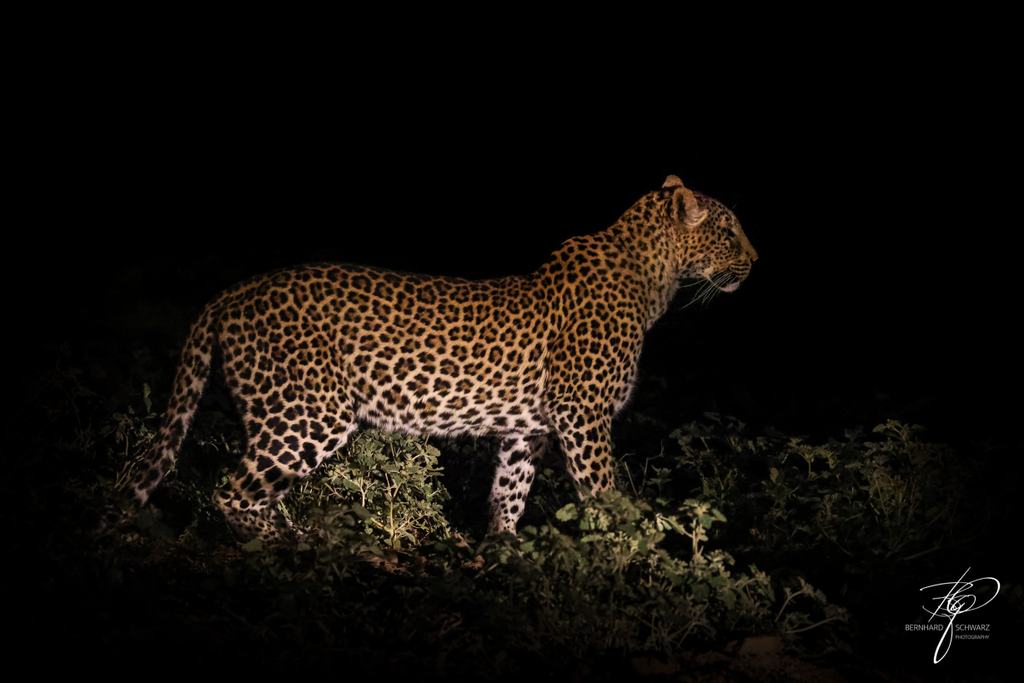 SAMBIA