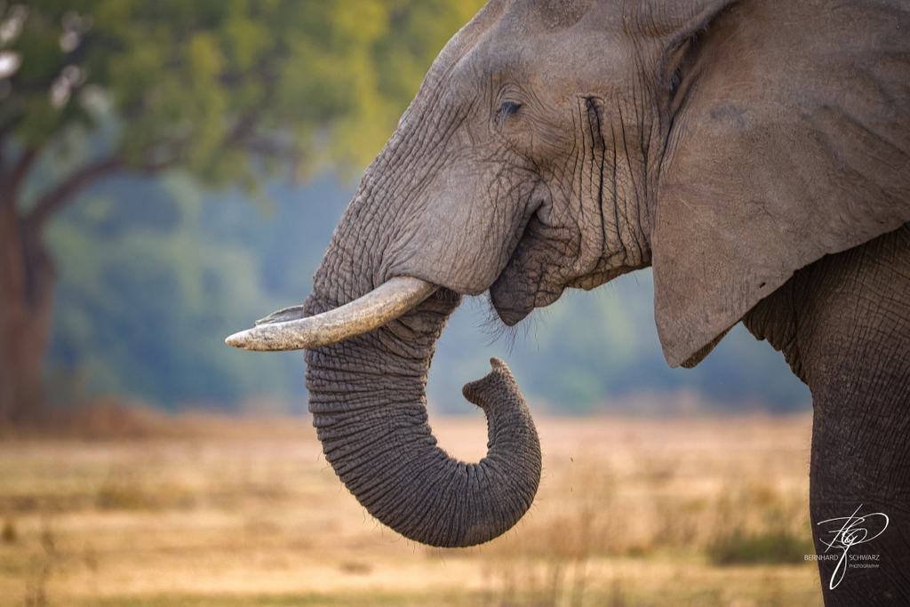 SAMBIA