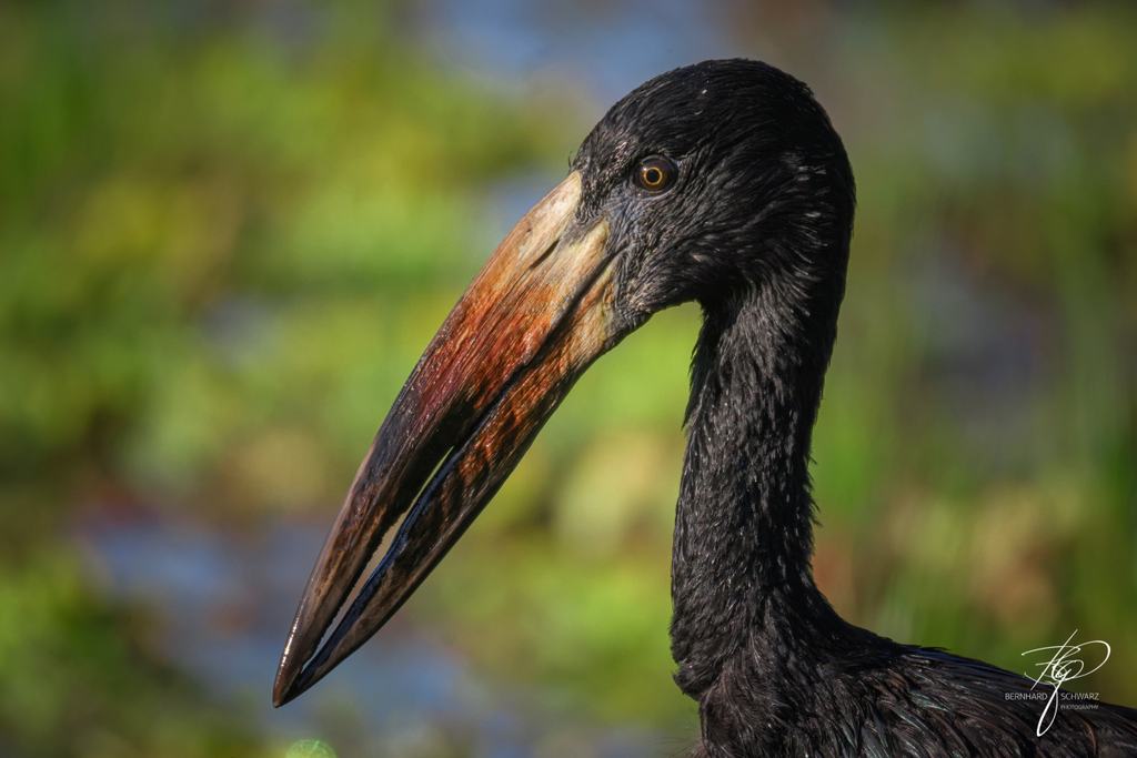 SAMBIA