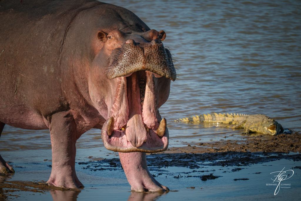 SAMBIA