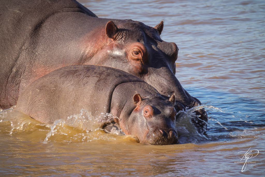 SAMBIA