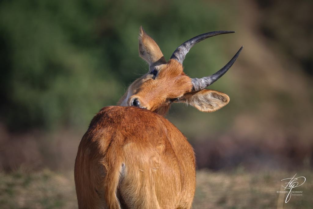 SAMBIA