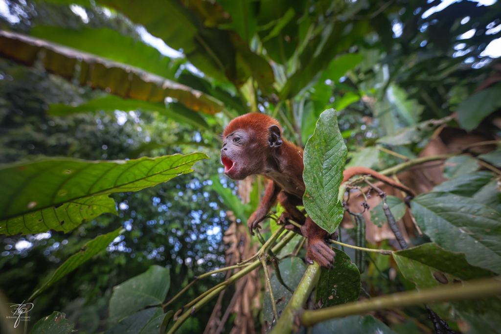 Yasuní-Nationalpark
