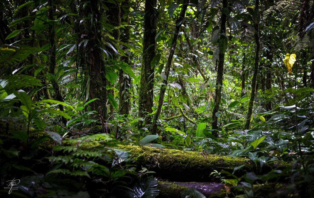 Yasuní-Nationalpark