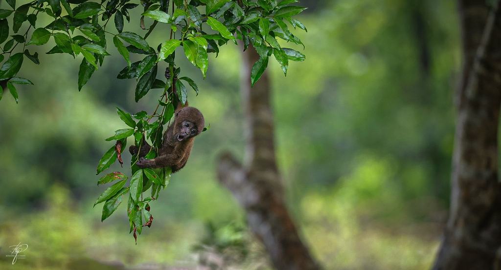 Yasuní-Nationalpark