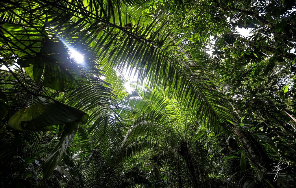 Yasuní-Nationalpark