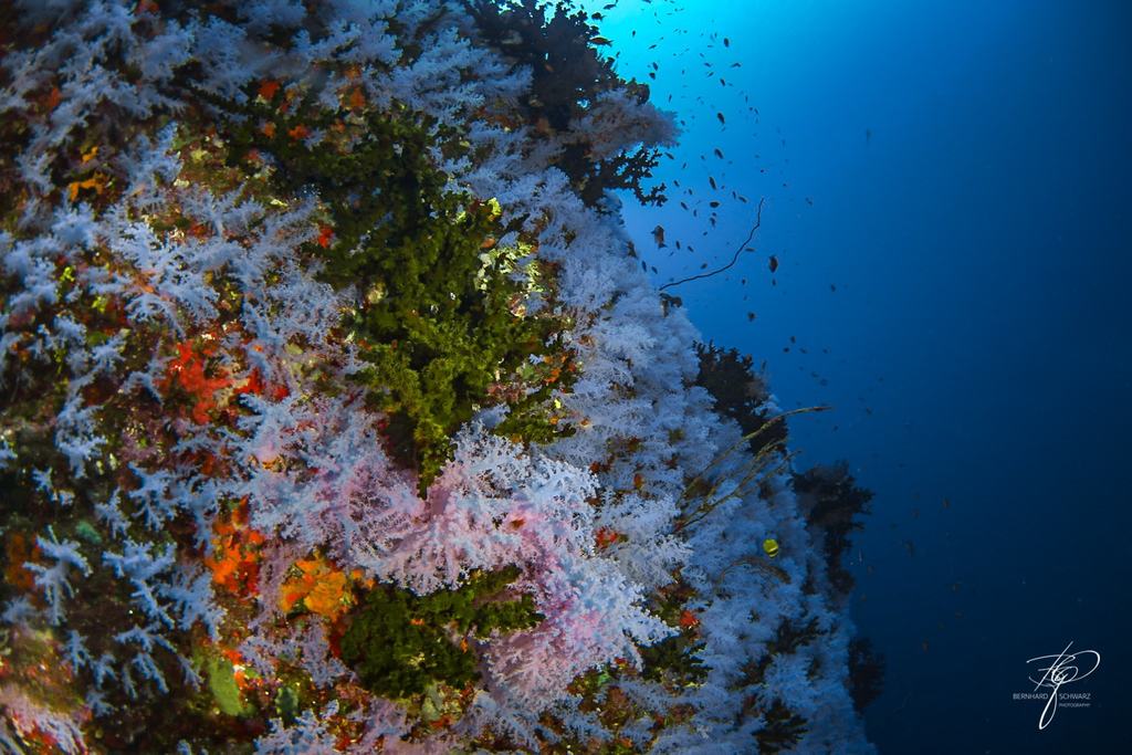 FIJI