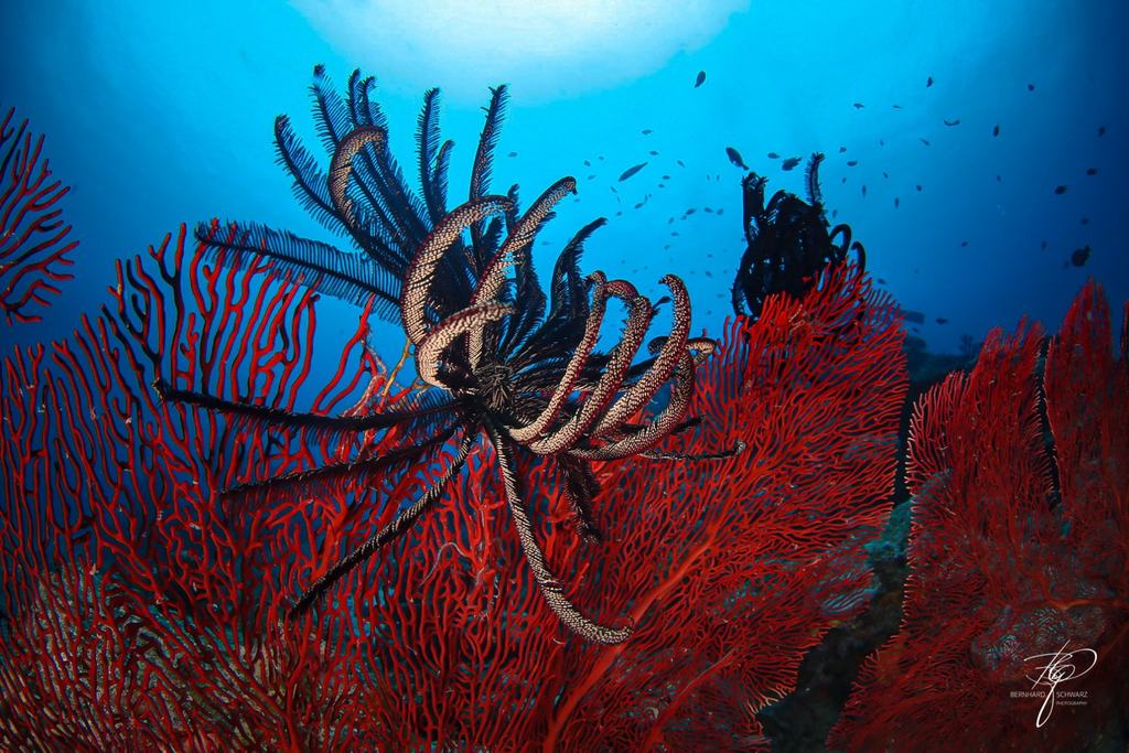 FIJI