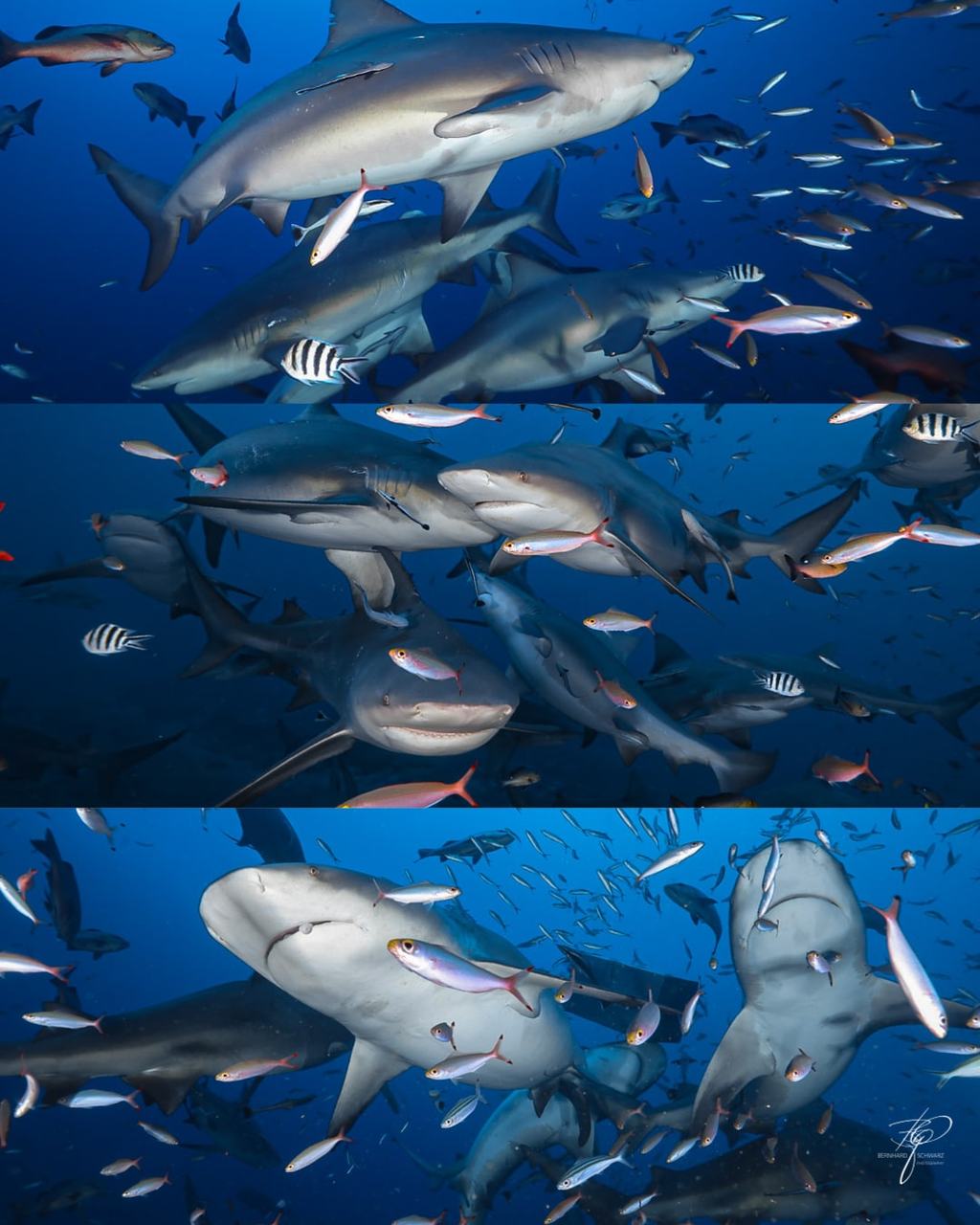 FIJI