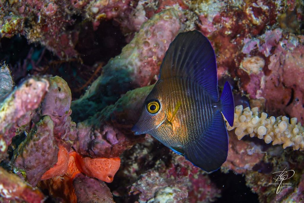 Fiji