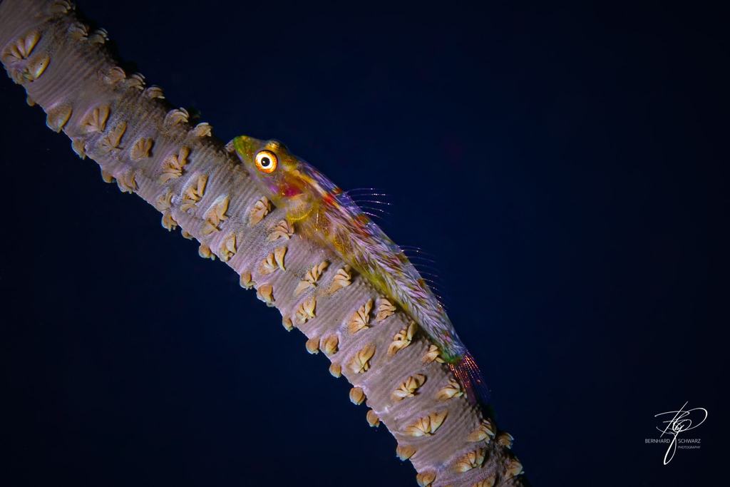 Fiji