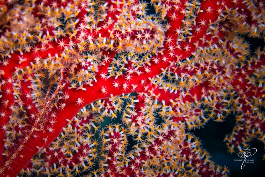 Fiji