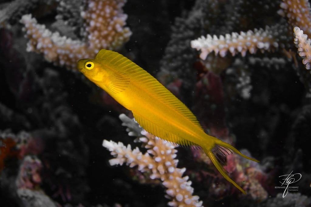 Fiji