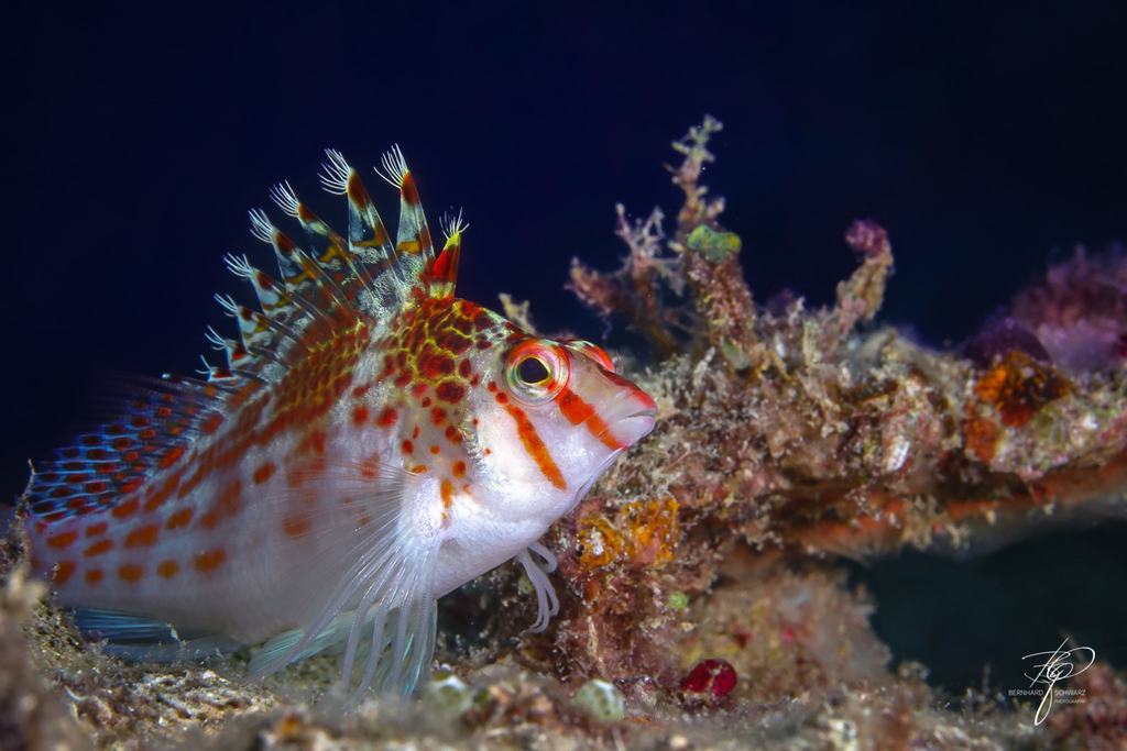 Rainbow Reef Fiji