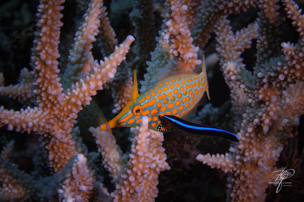 Fiji