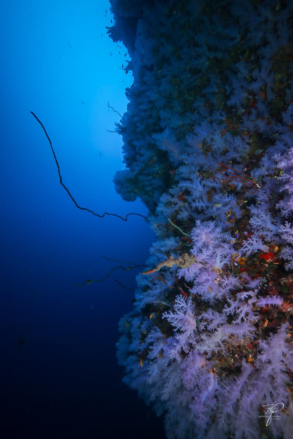 Fiji
