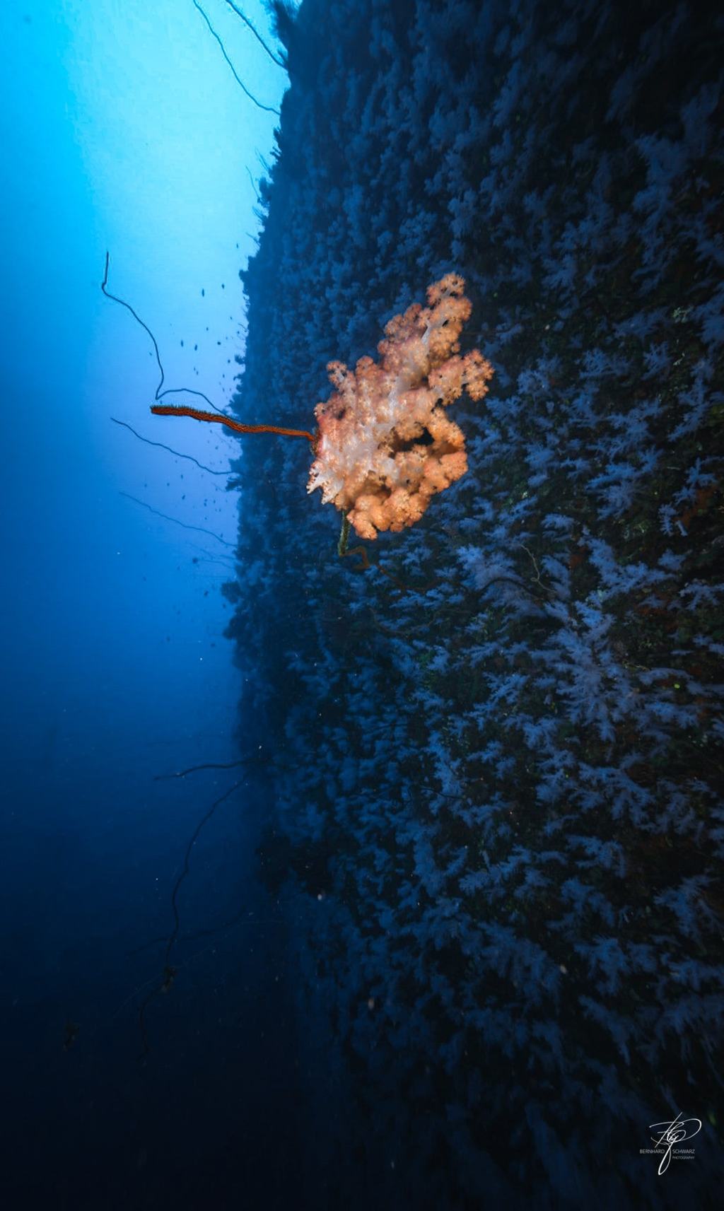 Fiji