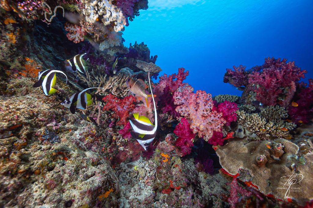 Fiji