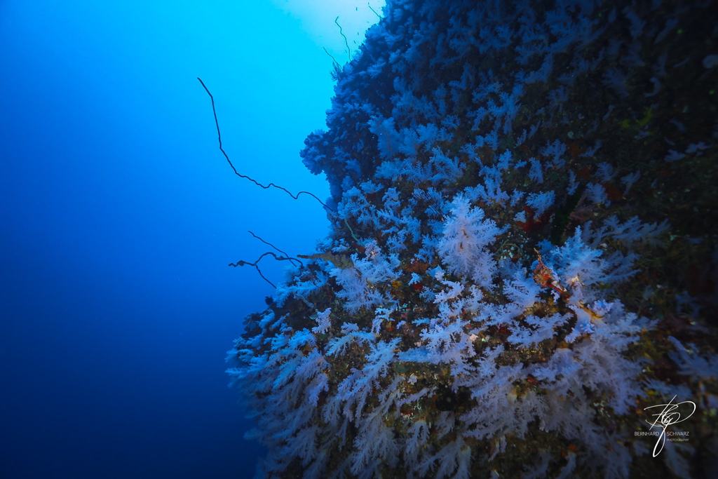 Fiji