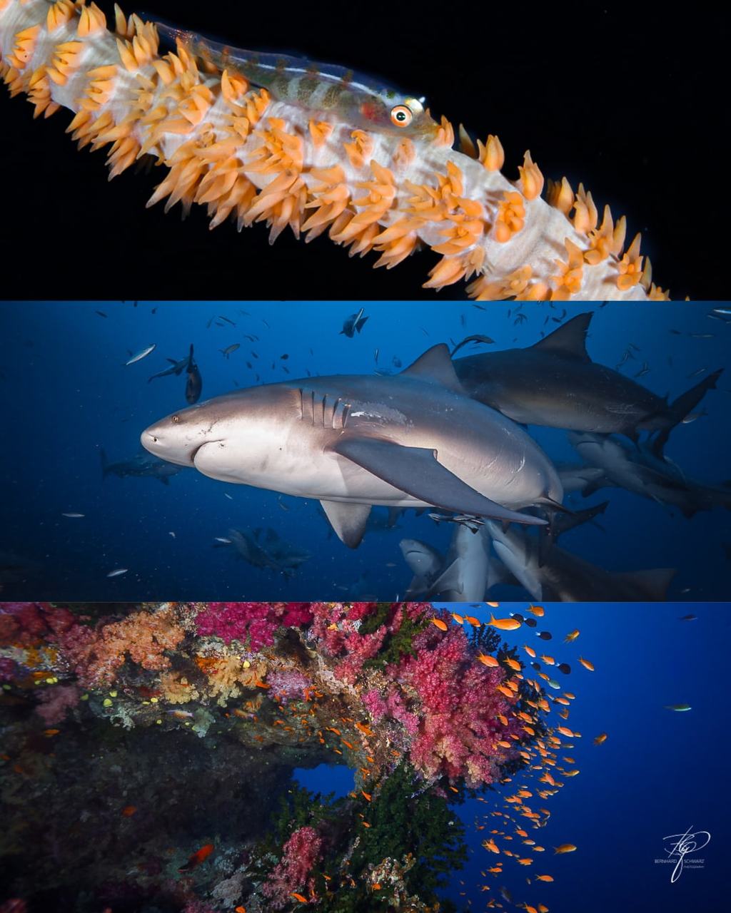 Fiji