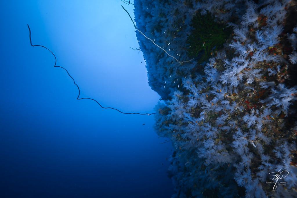 FIJI
