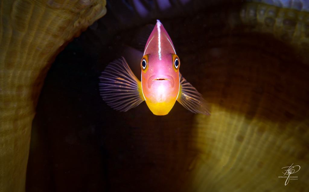 Rainbow Reef Fiji