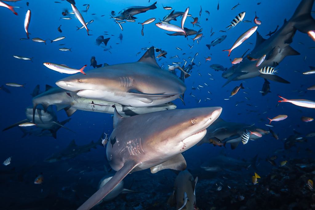Bullenhaie Fiji