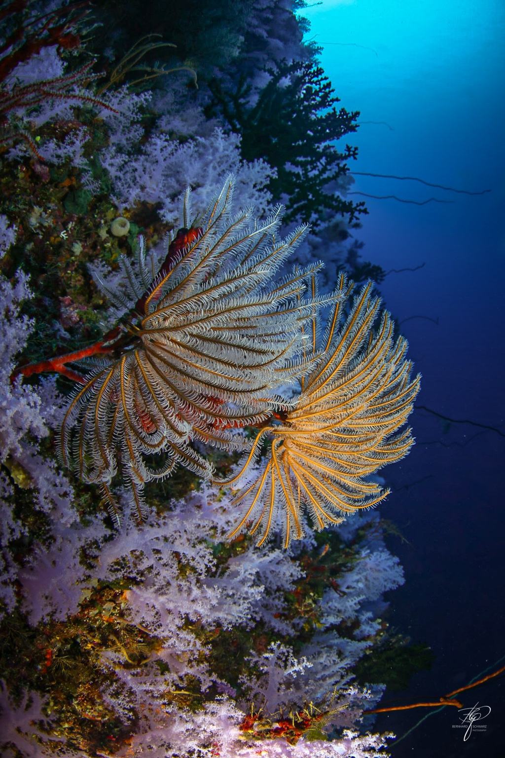 Rainbow Reef Fiji