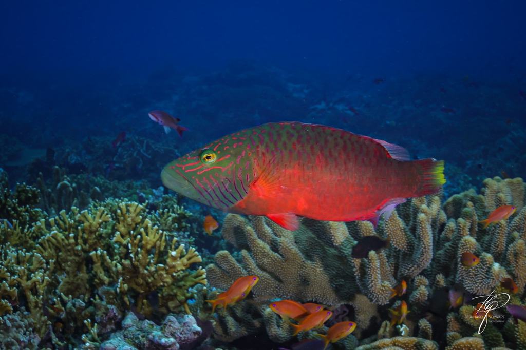 Fiji