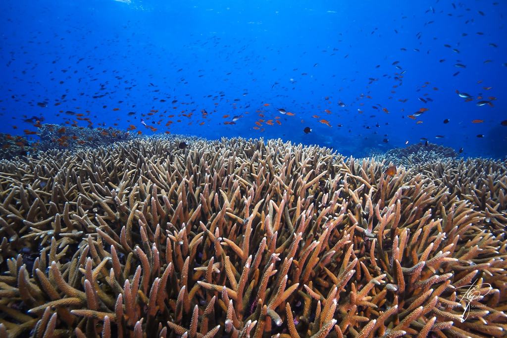 Fiji