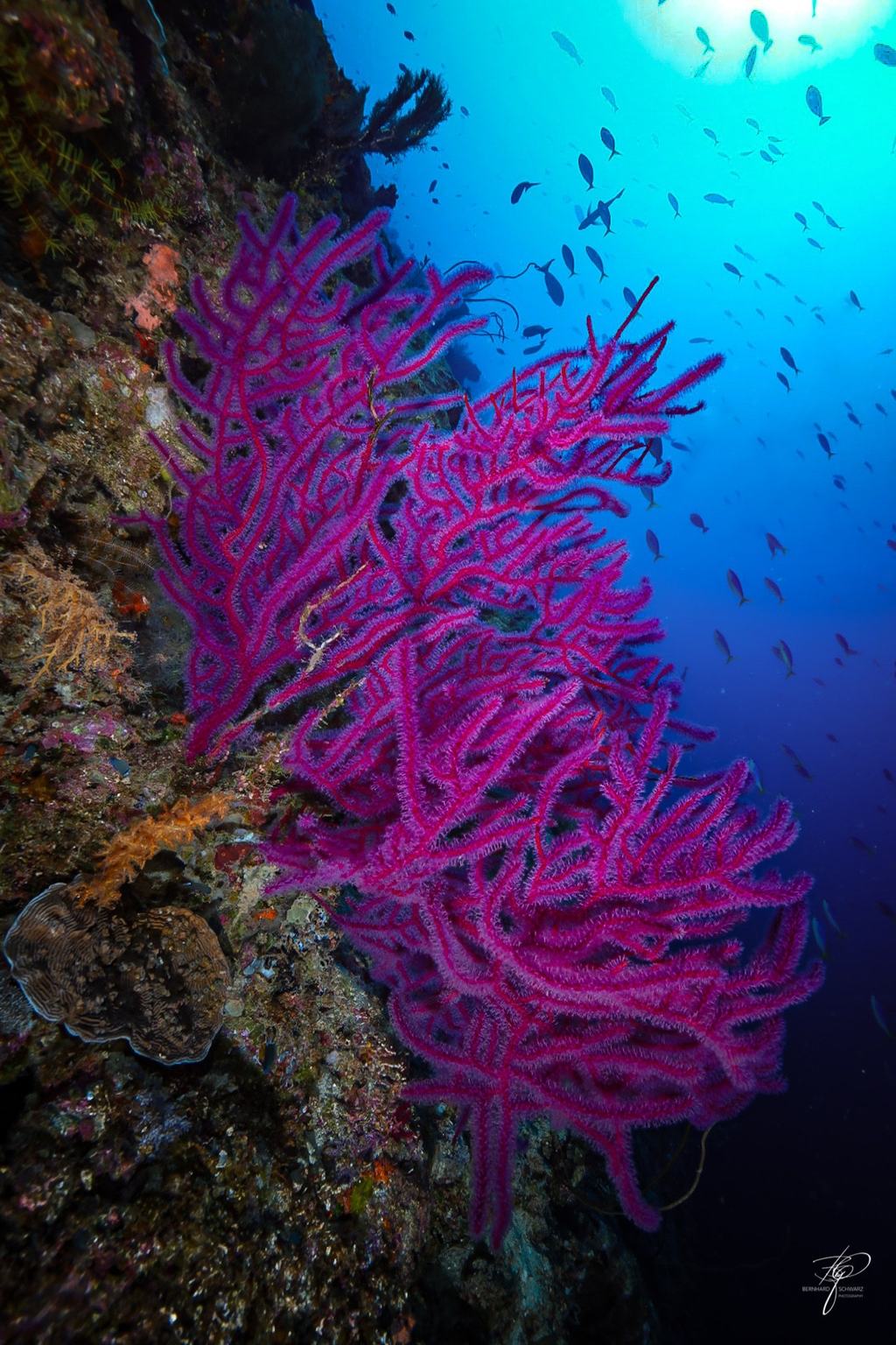 FIJI