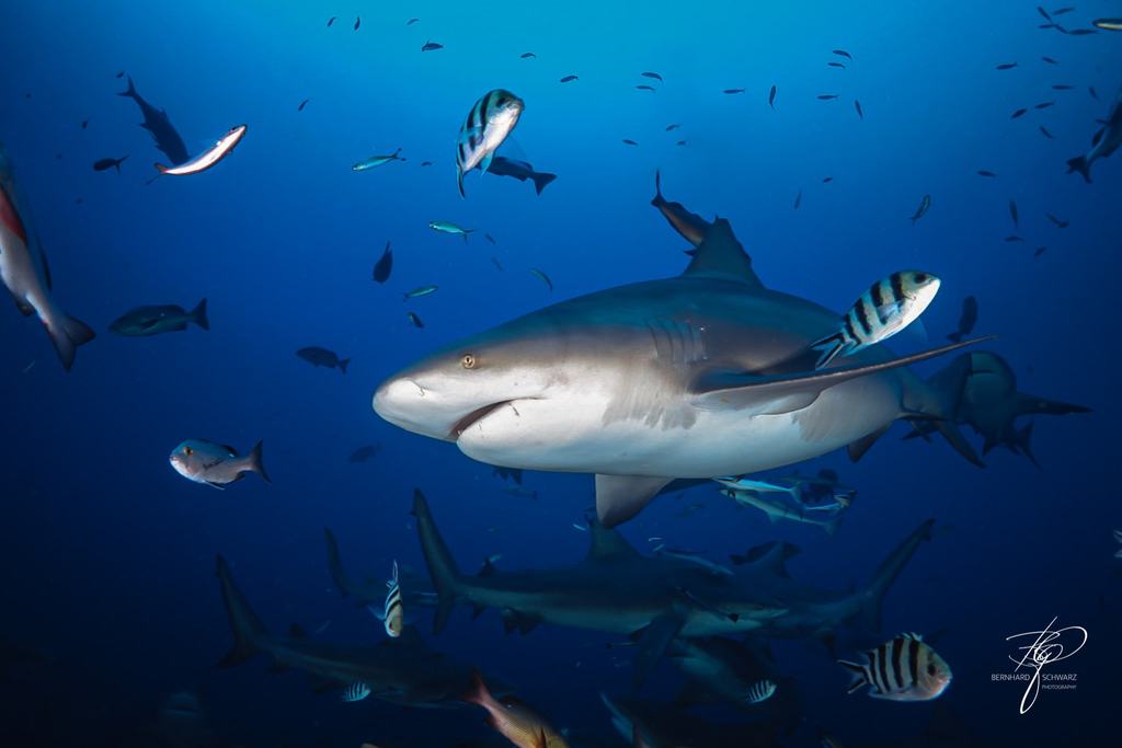 Fiji