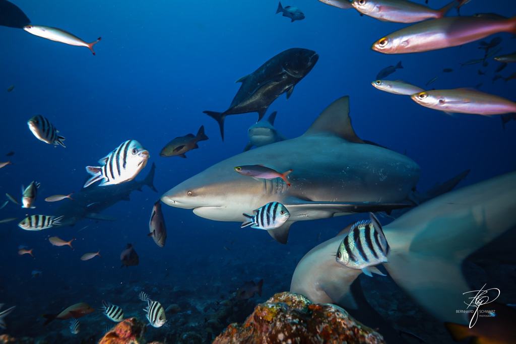 Fiji