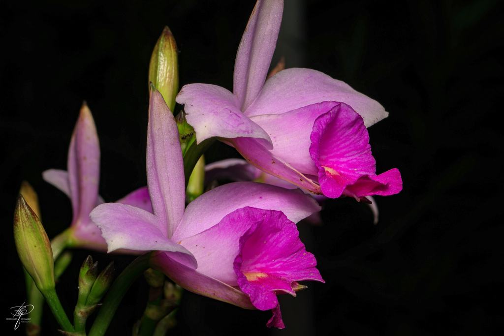 Orchidee
