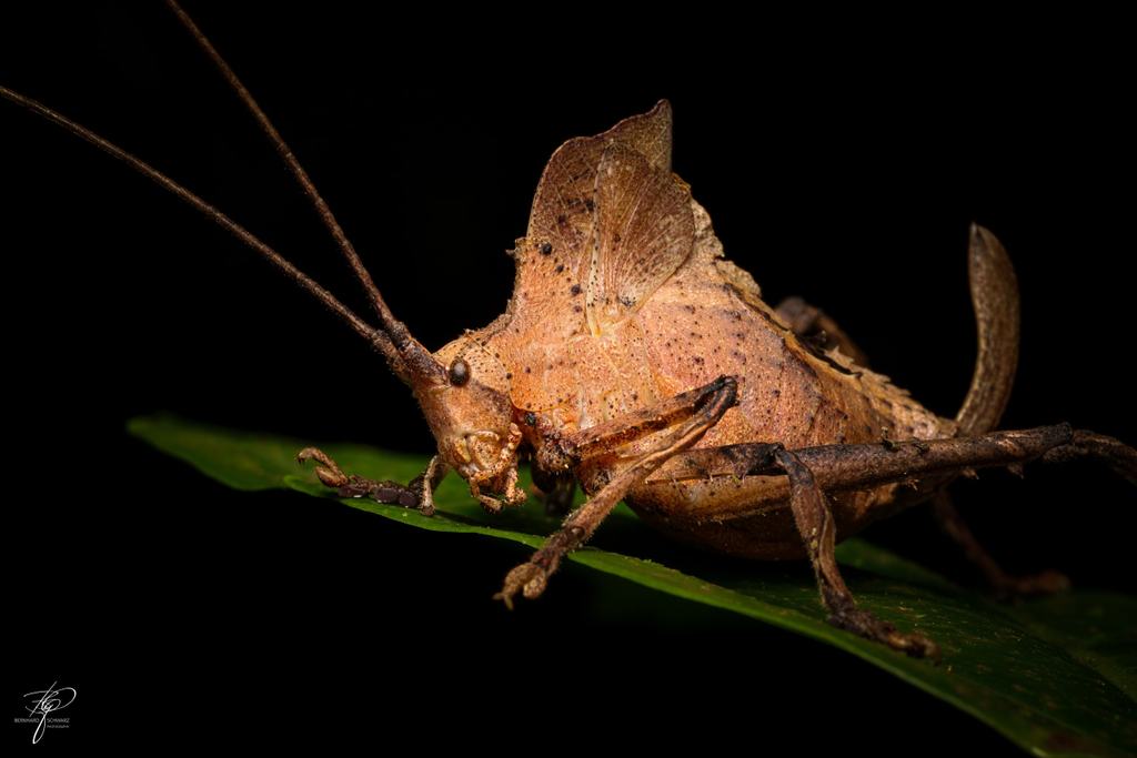 Guatemala