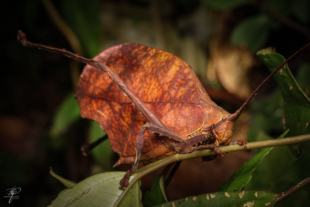 Guatemala