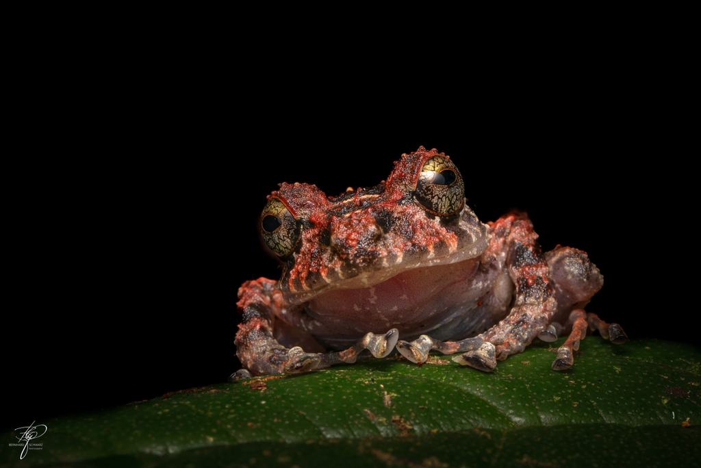 Regenfrosch Pristimantis