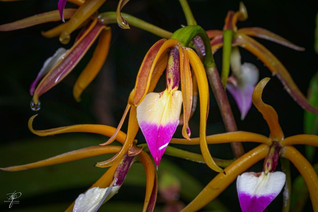 Guatemala