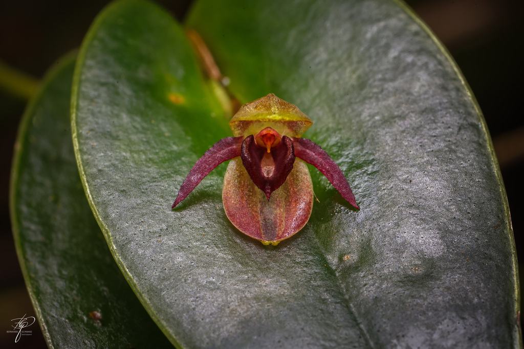 Orchidee