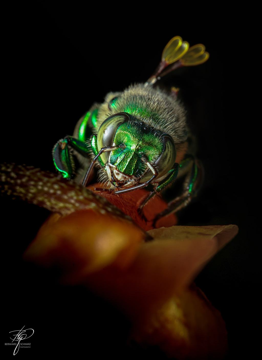 Glanzbiene