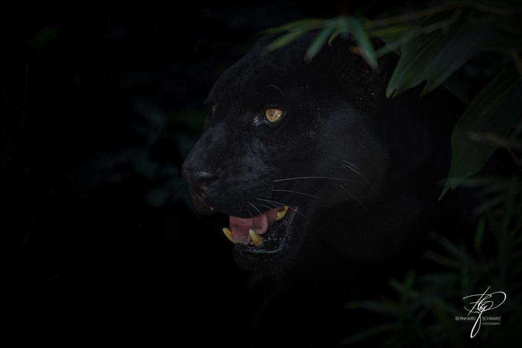 Guatemala