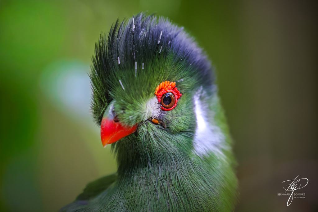 Guatemala