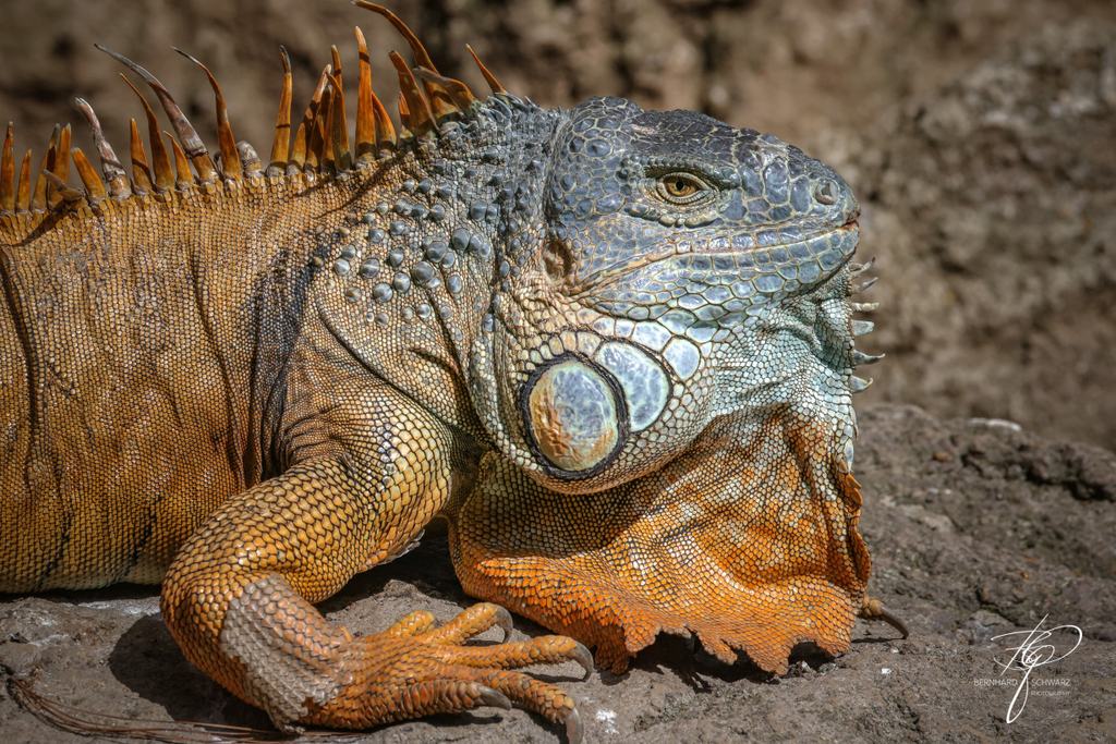 Guatemala