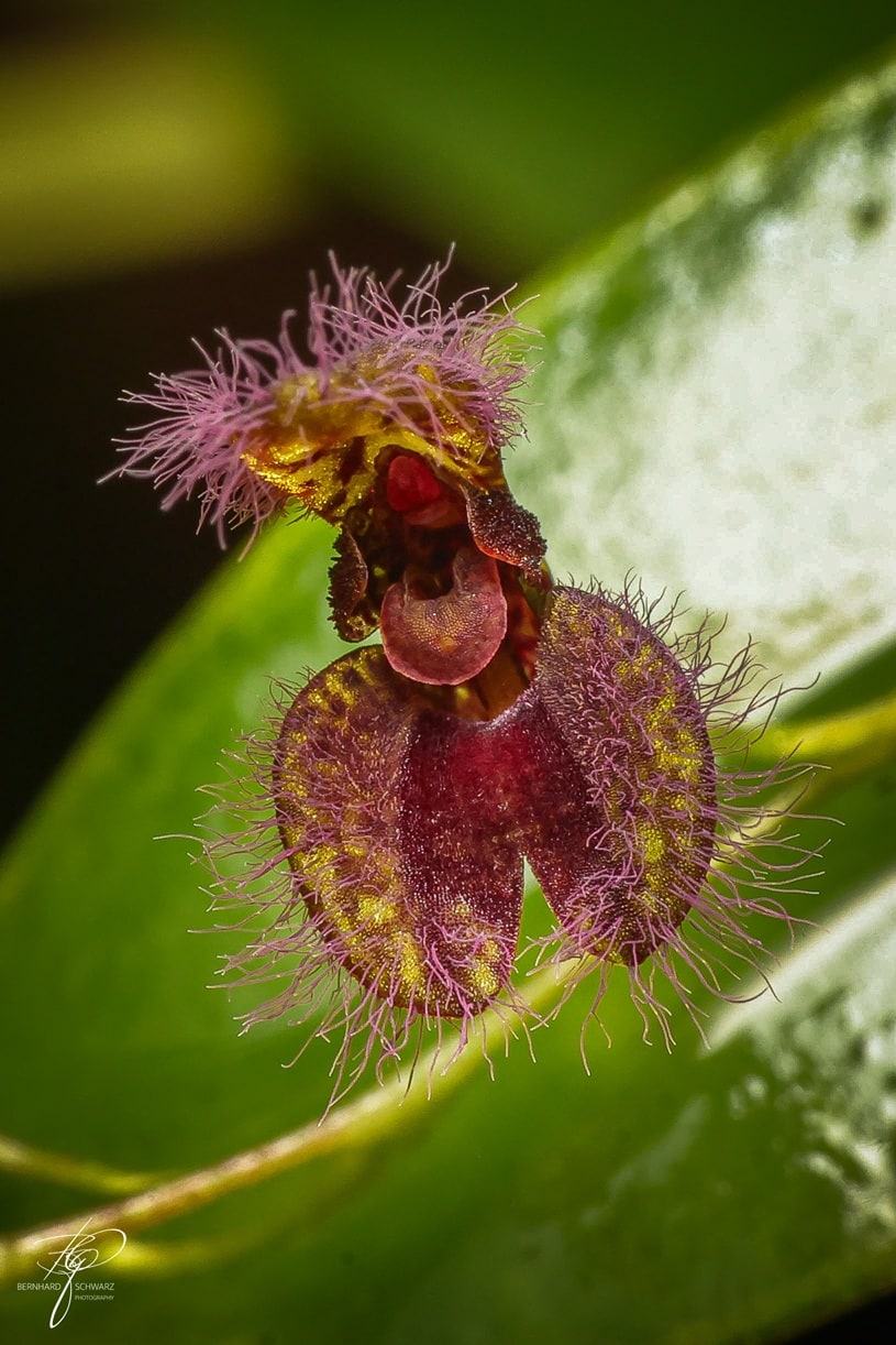 Pleurothallis villosa