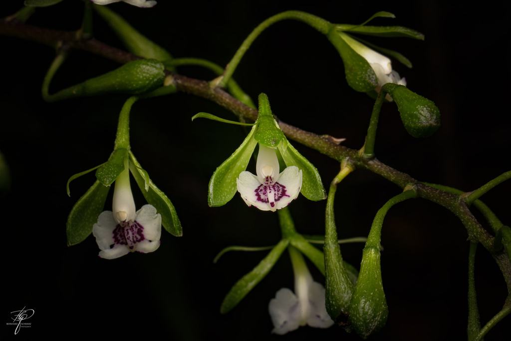 Orchidee