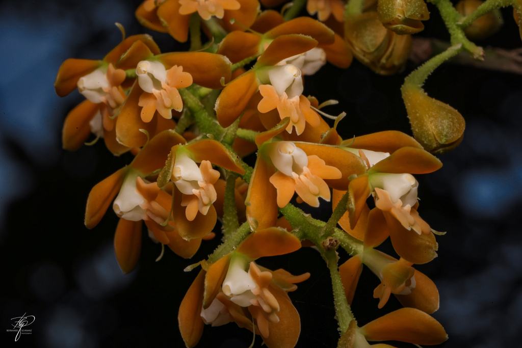 Orchidee