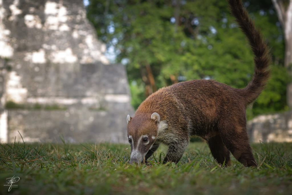 Guatemala