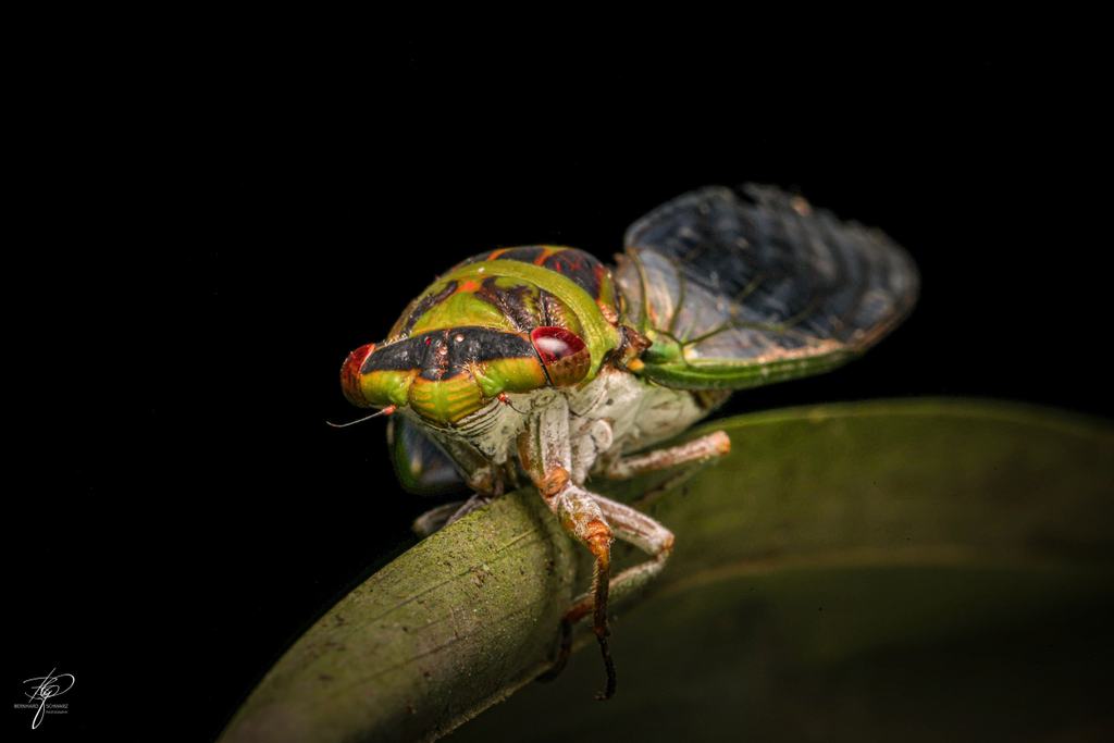 Guatemala