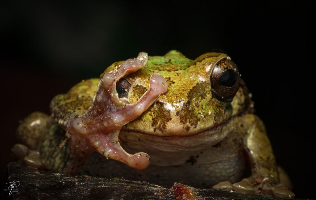 Frosch