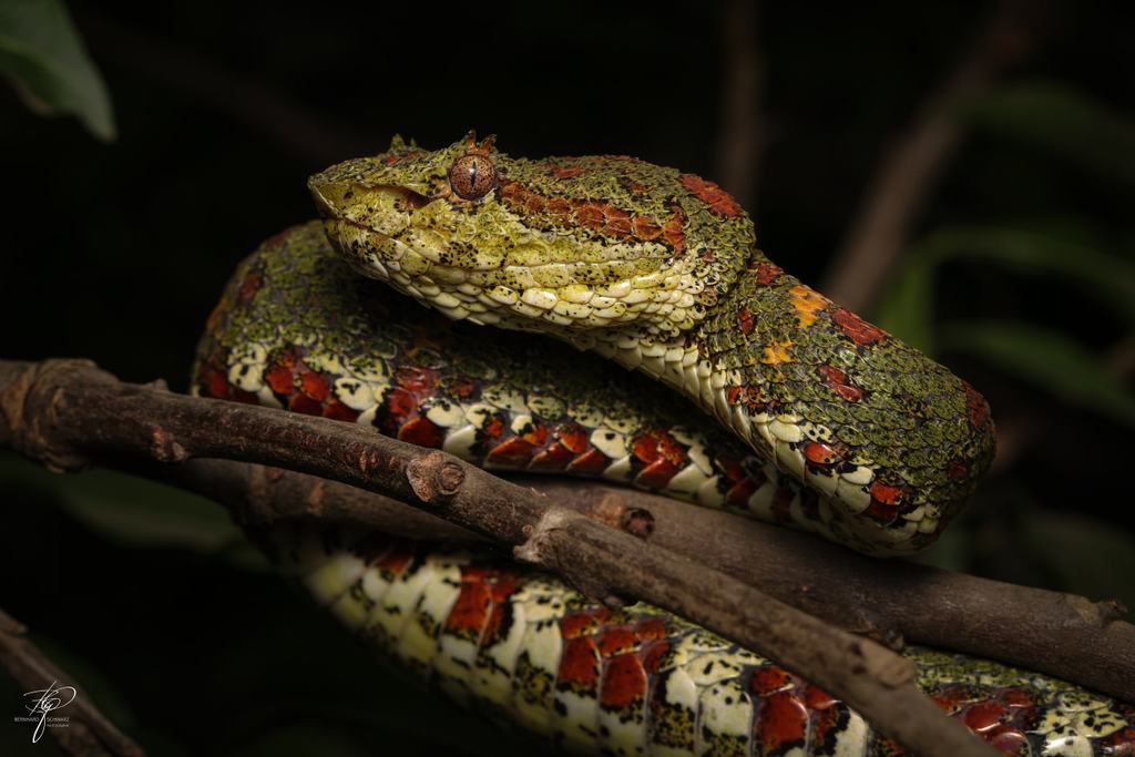 Bothriechis nigroadspersus